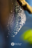 8 June - spidery web!