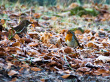 Robin & friend
