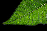 7 January - just a leaf