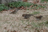 Harris in between House Sparrow and White-throated Sparrow