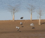 Hooded Crane with Sandhills in the forground