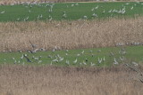 Can you find the Hooded Crane among the Sandhills?