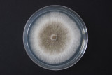 Fuel-making-fungi-O.jpg