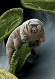 moss-piglet-O.jpg