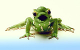 Frog-dolphin.jpg