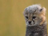 Vicious-killing-machine-O.jpg