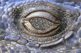Rock-Eye.jpg