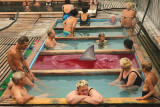 Shark-Soup.jpg