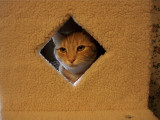 Buddys-Window.jpg