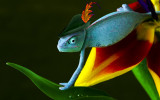 Robin-Lizard.jpg
