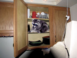 Coonie-Bird.jpg