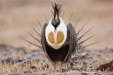 sage-grouse-O.jpg