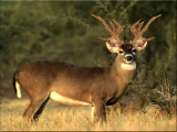 Buck-Deer.jpg