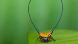 Gasteracantha-arcuata-O.jpg