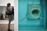 Suspended-shark-O.jpg