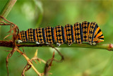 Basket-Pillar.jpg