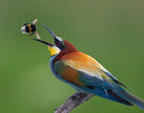 Multi-Colored-specimen-O.jpg