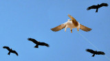Cat-birder-sml.jpg