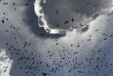 The-Birds-sml.jpg