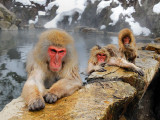Japanese-Macaques-O.jpg