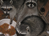 Raccoons.JPG