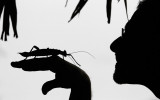 Insect-inspection-O.jpg
