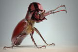 Beetle-Vader-sml.jpg