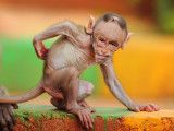 Monkey-George.jpg