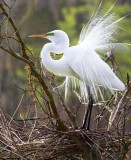 10  Great White Heron