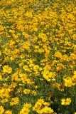 2.  Great swaths of coreopsis.