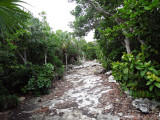 Coral rock and tropical plants