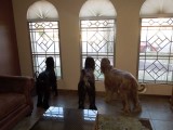 Window guards