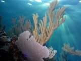 ms corales blandos