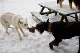 Hans and Haley tug