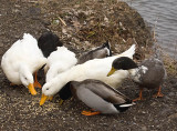 Semi Tame Cross Breed Ducks