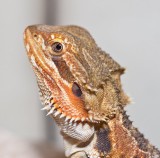 Tailor, Bearded Dragon