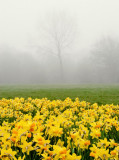 Foggy Flowers