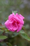 IMG_6298.jpg