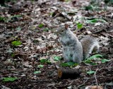 Squirrels In The Park