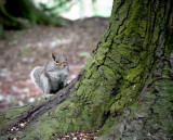 Squirrels In The Park