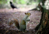 Squirrels In The Park