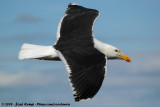 Great Black-Backed Gull<br><i>Larus marinus</i>