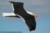 Greater Black-Backed GullLarus marinus