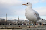 Black-Headed Gull<br><i>Chroicocephalus ridibundus</i>