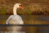 Mute Swan<br><i>Cygnus olor</i>