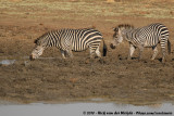 Crawshays Zebra<br><i>Equus quagga crawshaii</i>