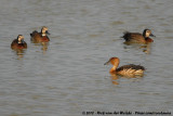 Fulvous Whistling Duck<br><i>Dendrocygna bicolor</i>