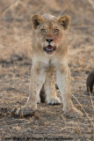 Lion<br><i>Panthera leo melanochaita</i>