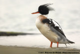 Red-Breasted Merganser<br><i>Mergus serrator</i>