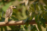 Kilombero Weaver<br><i>Ploceus burnieri</i>